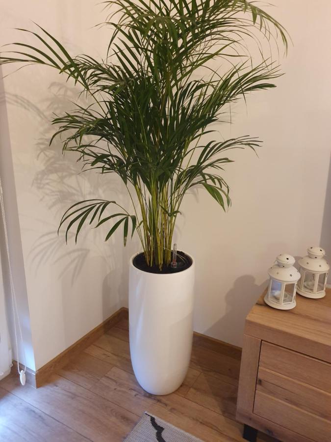 Apartament Number One Nova Wozownia レシュノ エクステリア 写真